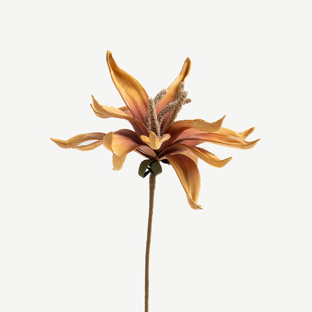 Epiphyllum Flower Stem -Orange