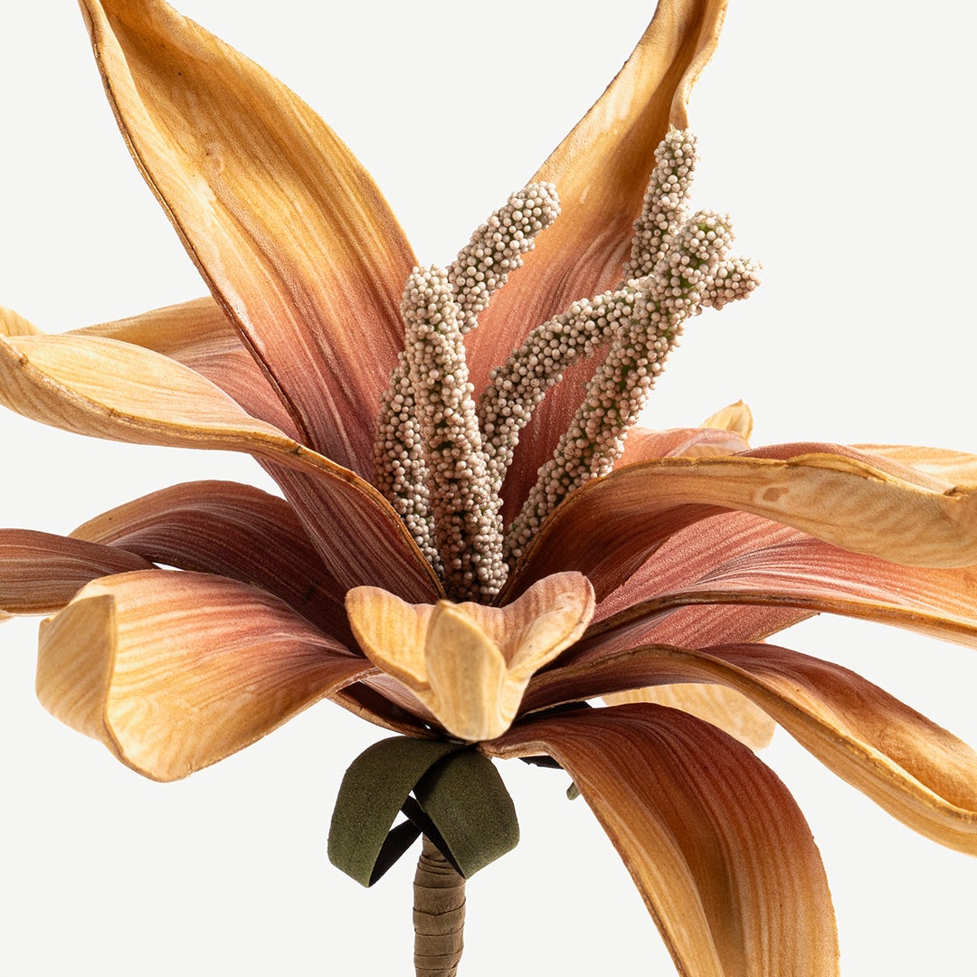 Epiphyllum Flower Stem -Orange