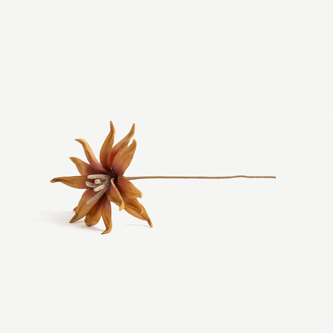 Epiphyllum Flower Stem -Orange