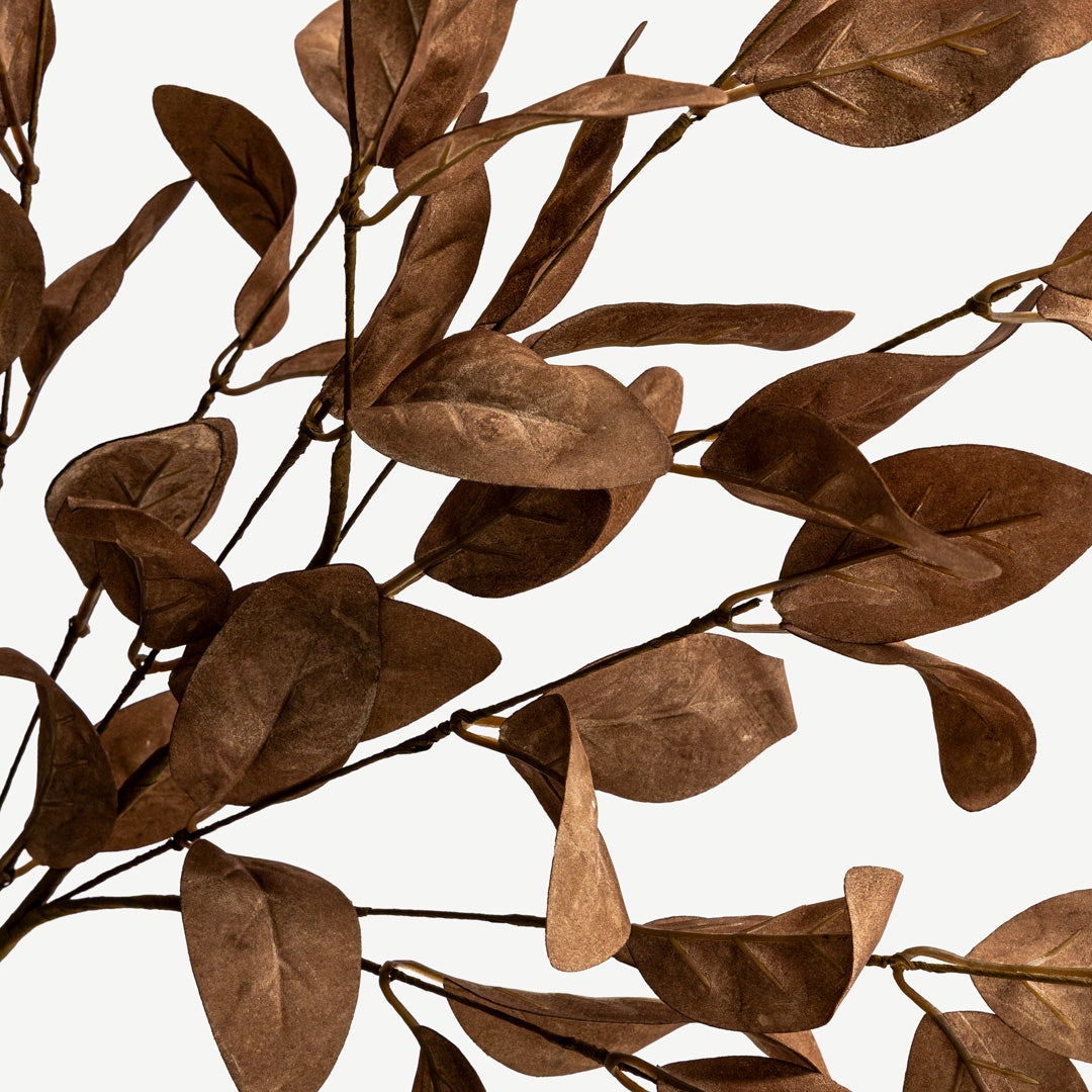 Eucalyptus Leaves - Brown