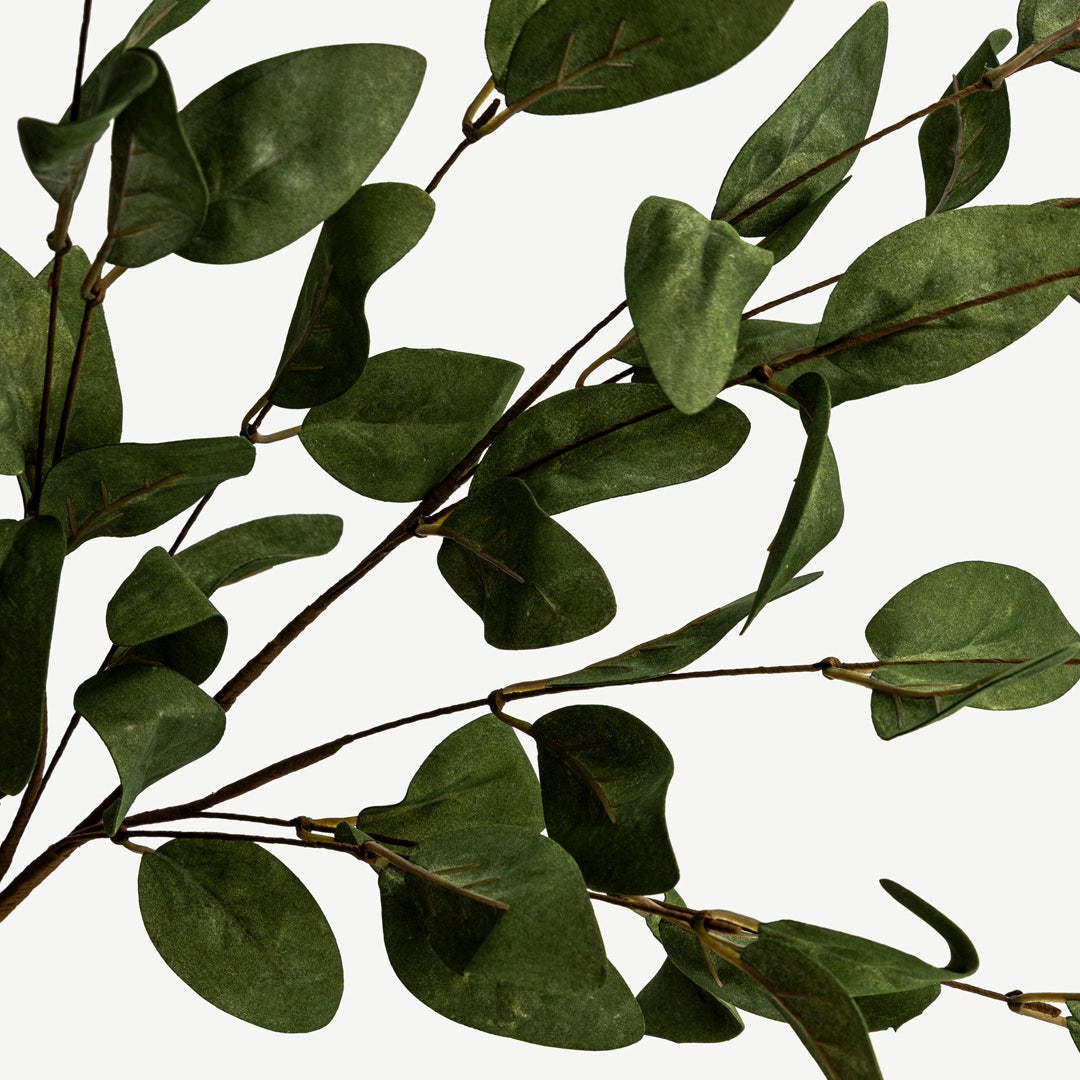 Eucalyptus Leaves - Green