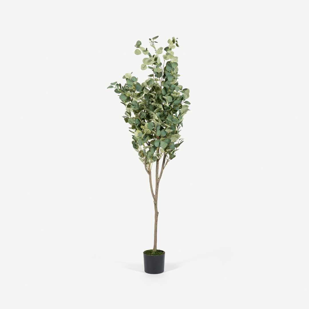 Eucalyptus Tree With Pot 180cm