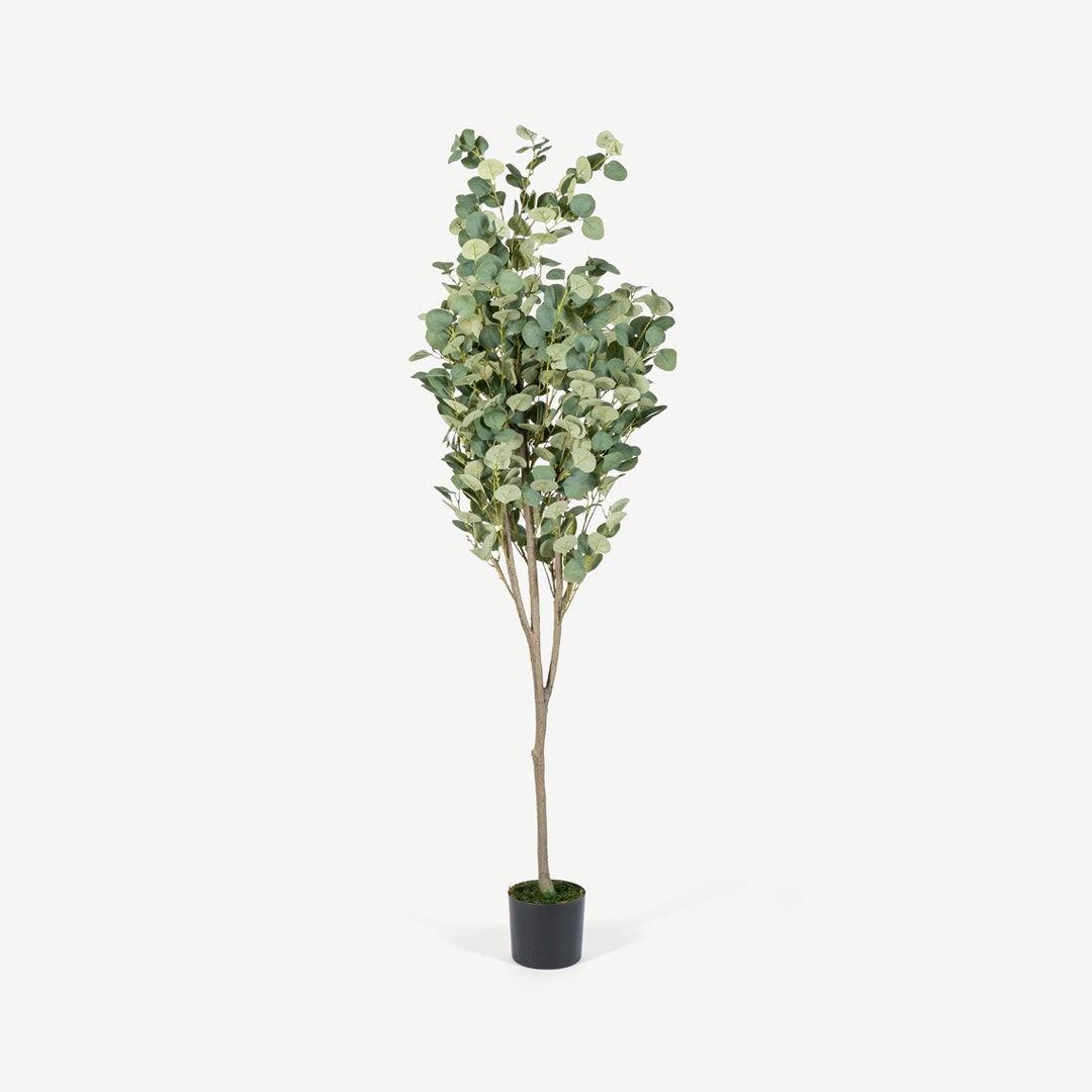 Eucalyptus Tree With Pot 180cm