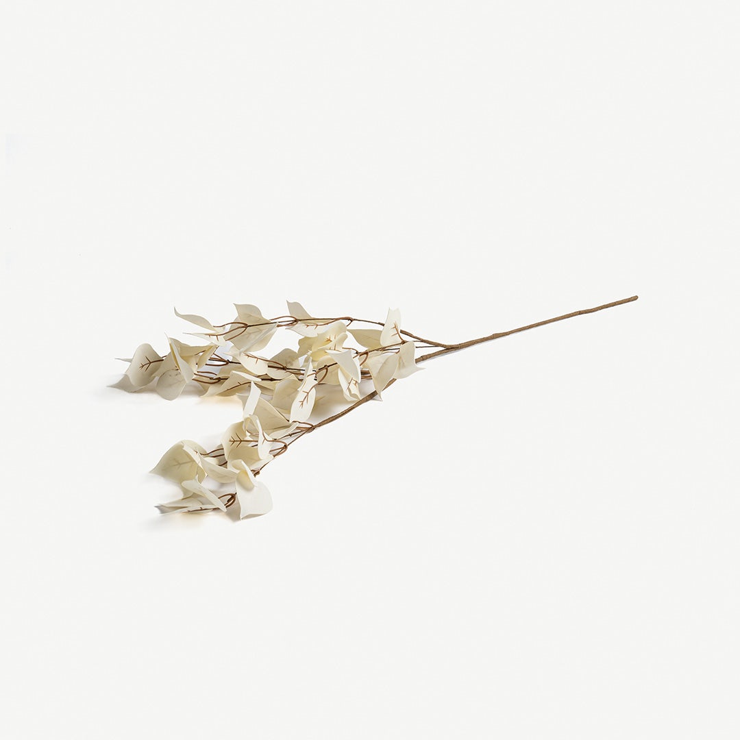 Euphorbia Leaves -White