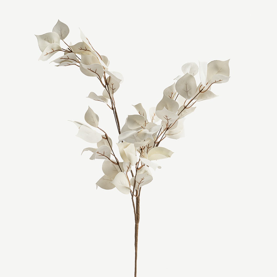 Euphorbia Leaves -White
