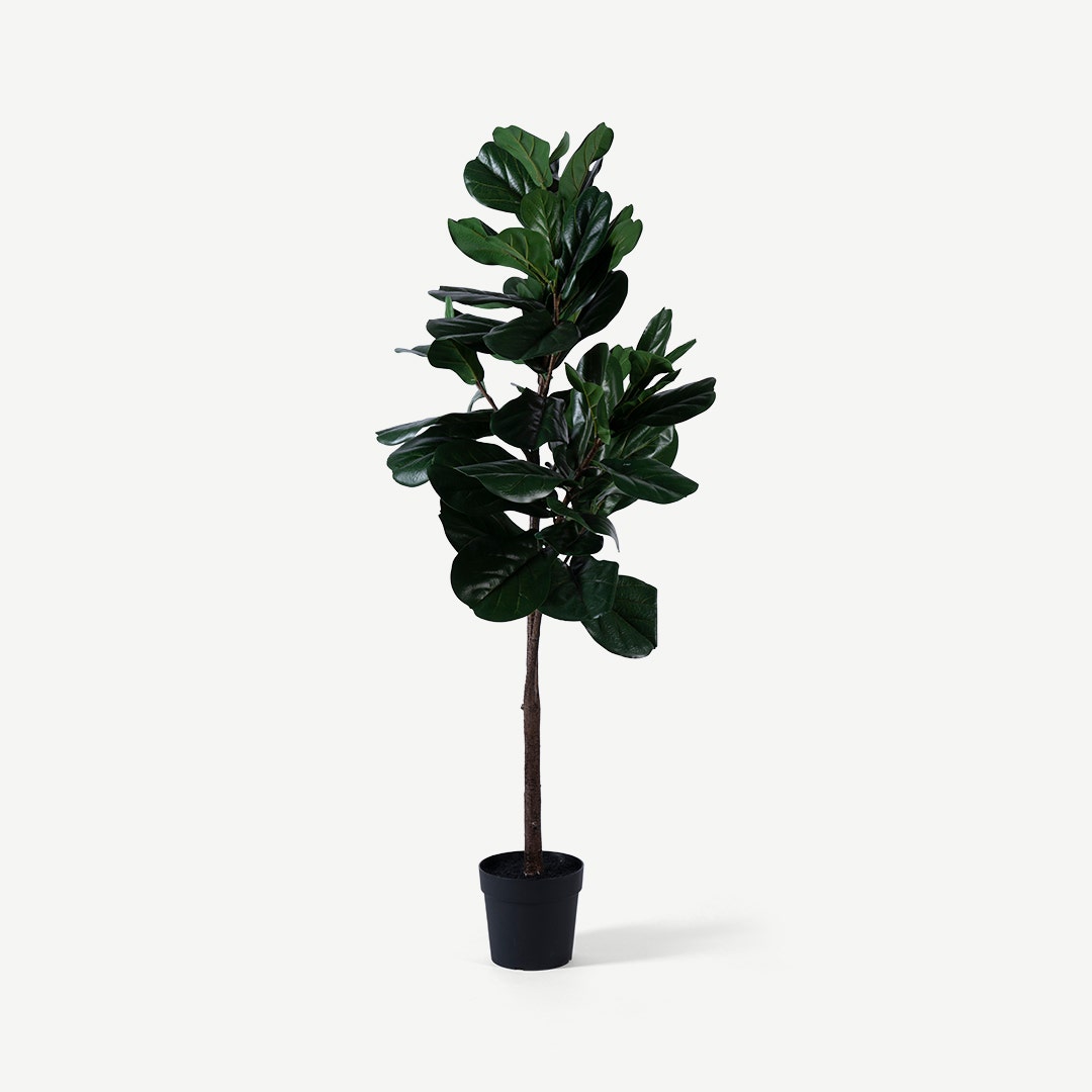 Ficus Lyrata Tree With Pot 180cm