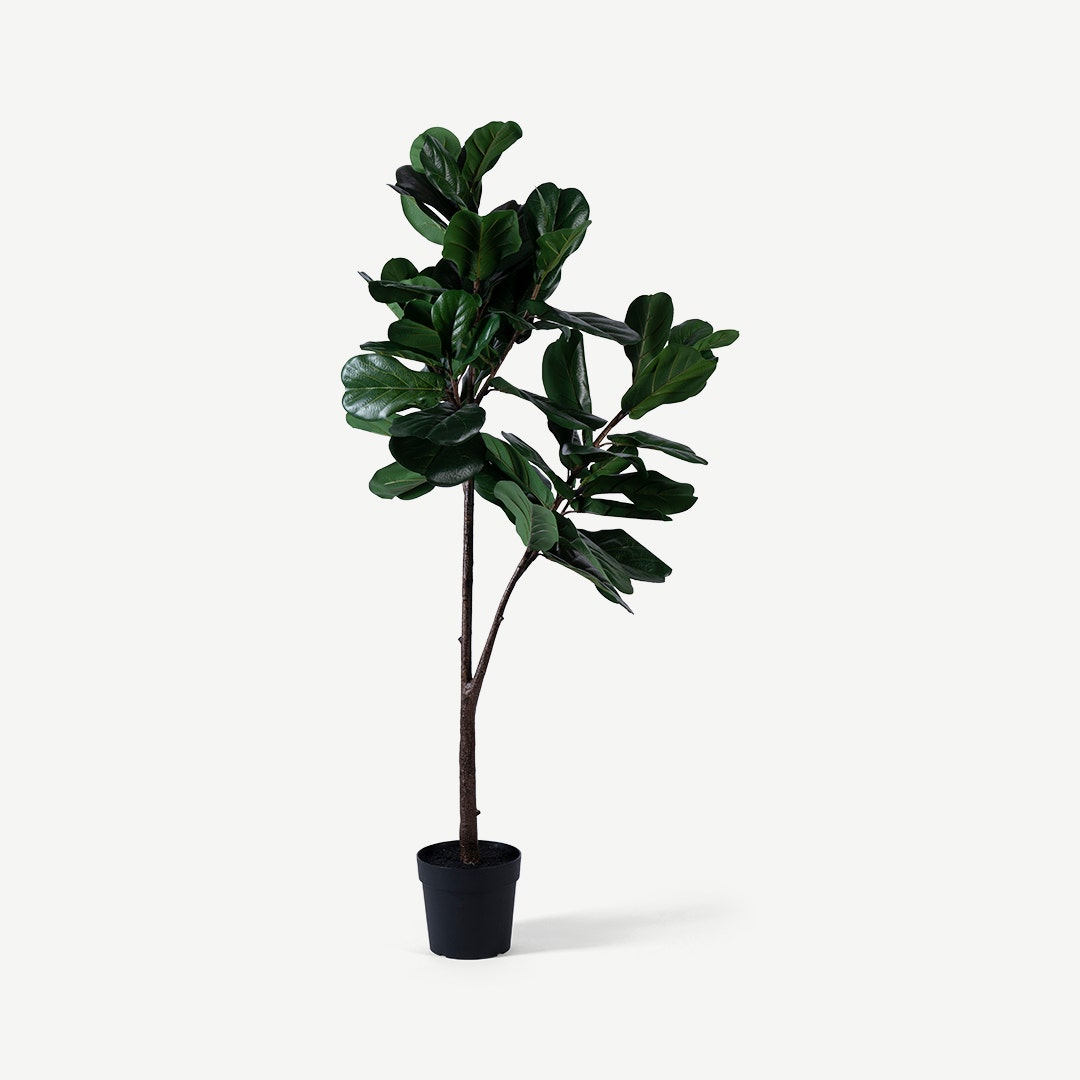 Ficus Lyrata Tree With Pot 180cm