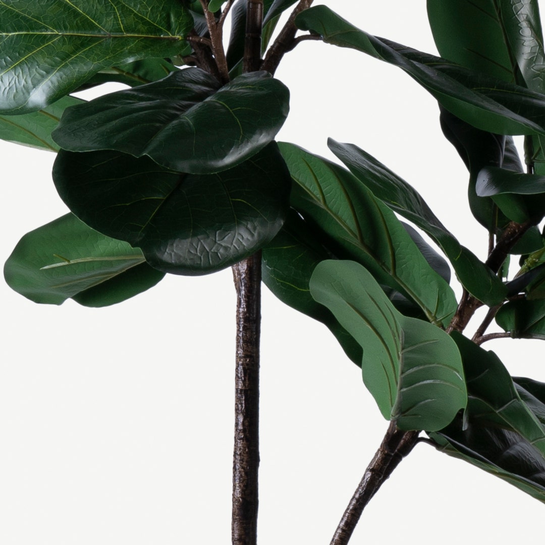 Ficus Lyrata Tree With Pot 180cm