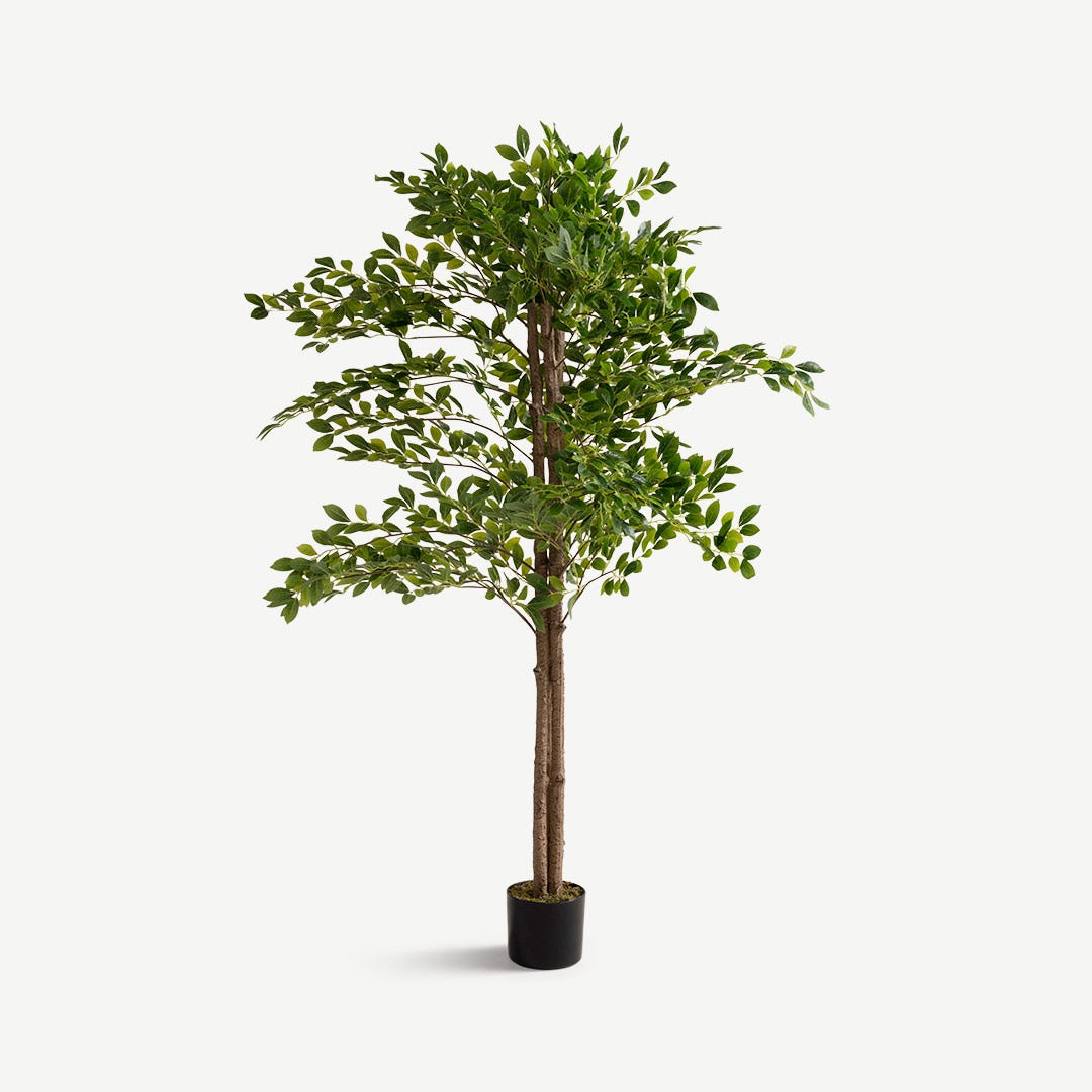 Ficus Tree With Pot 150cm