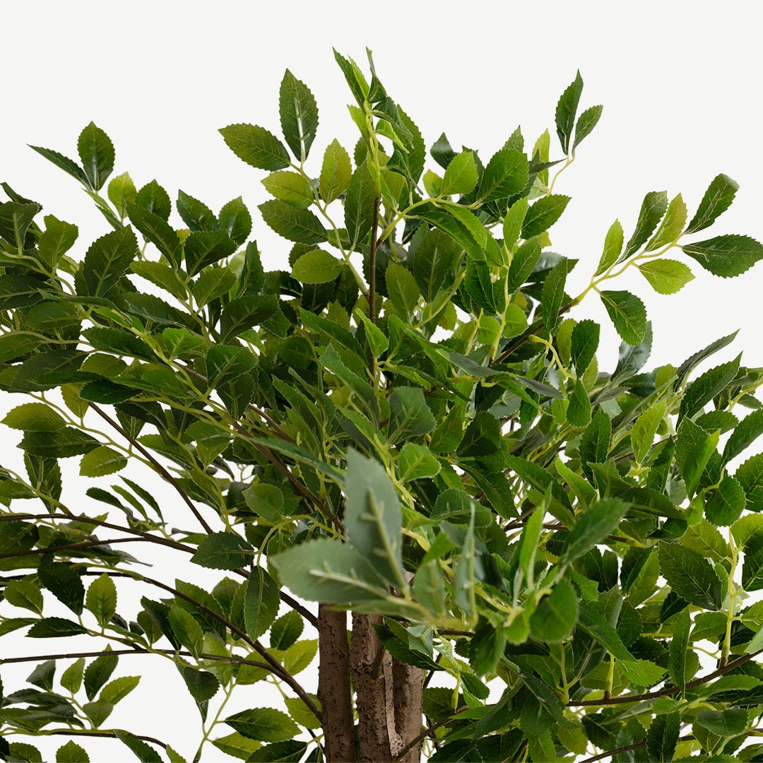 Ficus Tree With Pot 150cm