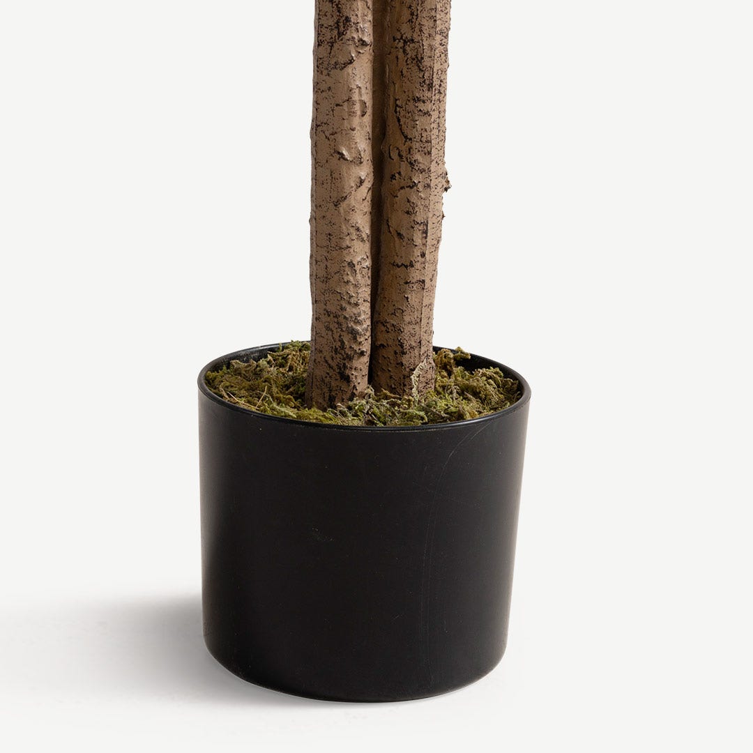 Ficus Tree With Pot 150cm