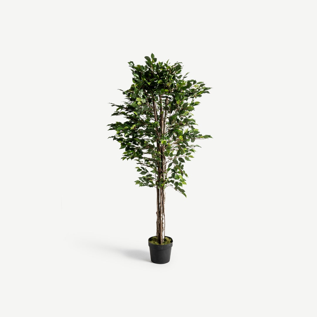 Ficus Tree With Pot 210cm