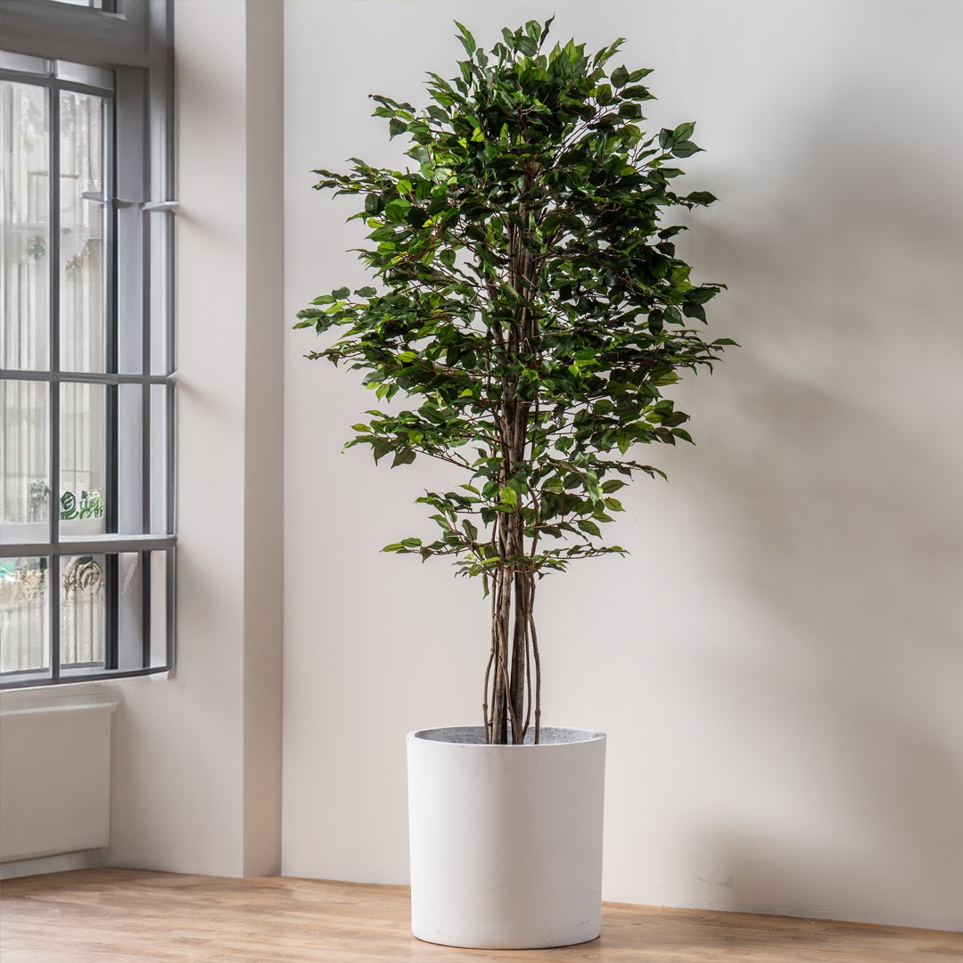 Ficus Tree With Pot 210cm
