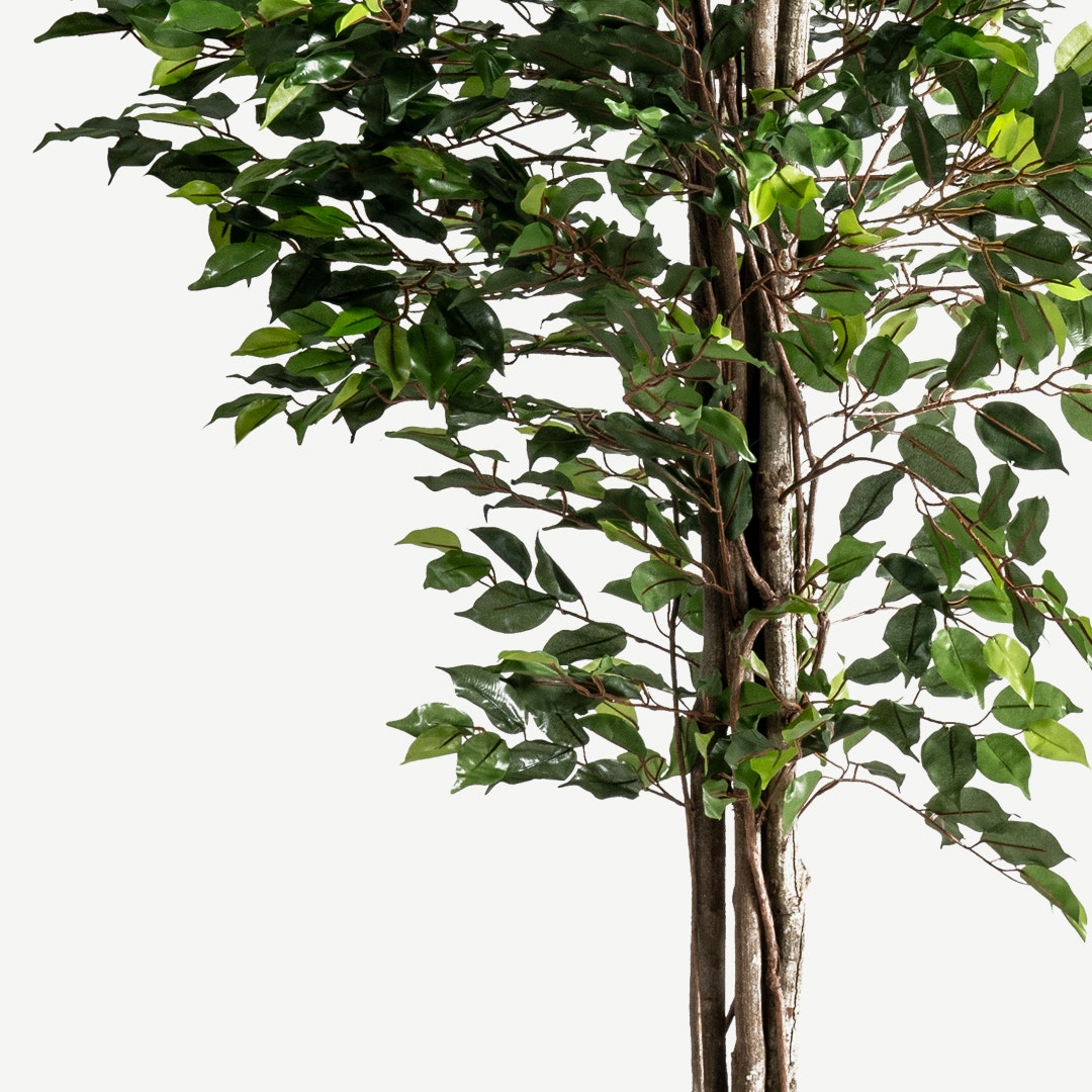 Ficus Tree With Pot 210cm