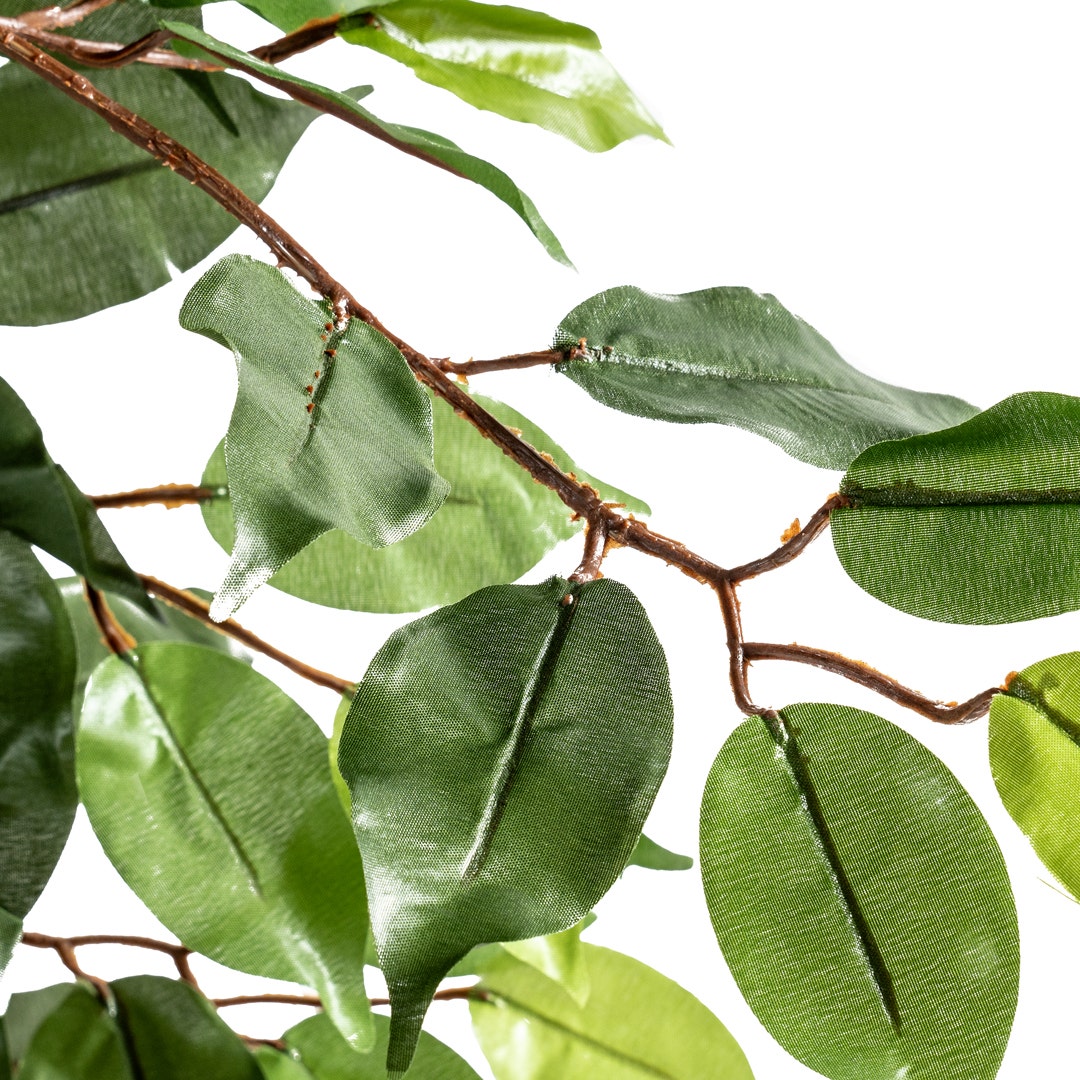 Ficus Tree With Pot 210cm