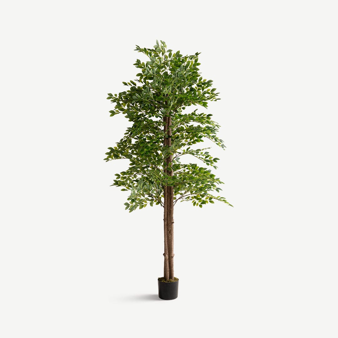 Ficus Tree With Pot 210 cm