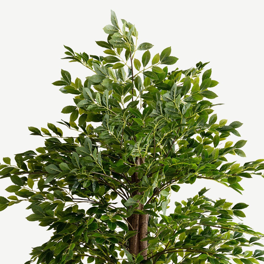 Ficus Tree With Pot 210 cm