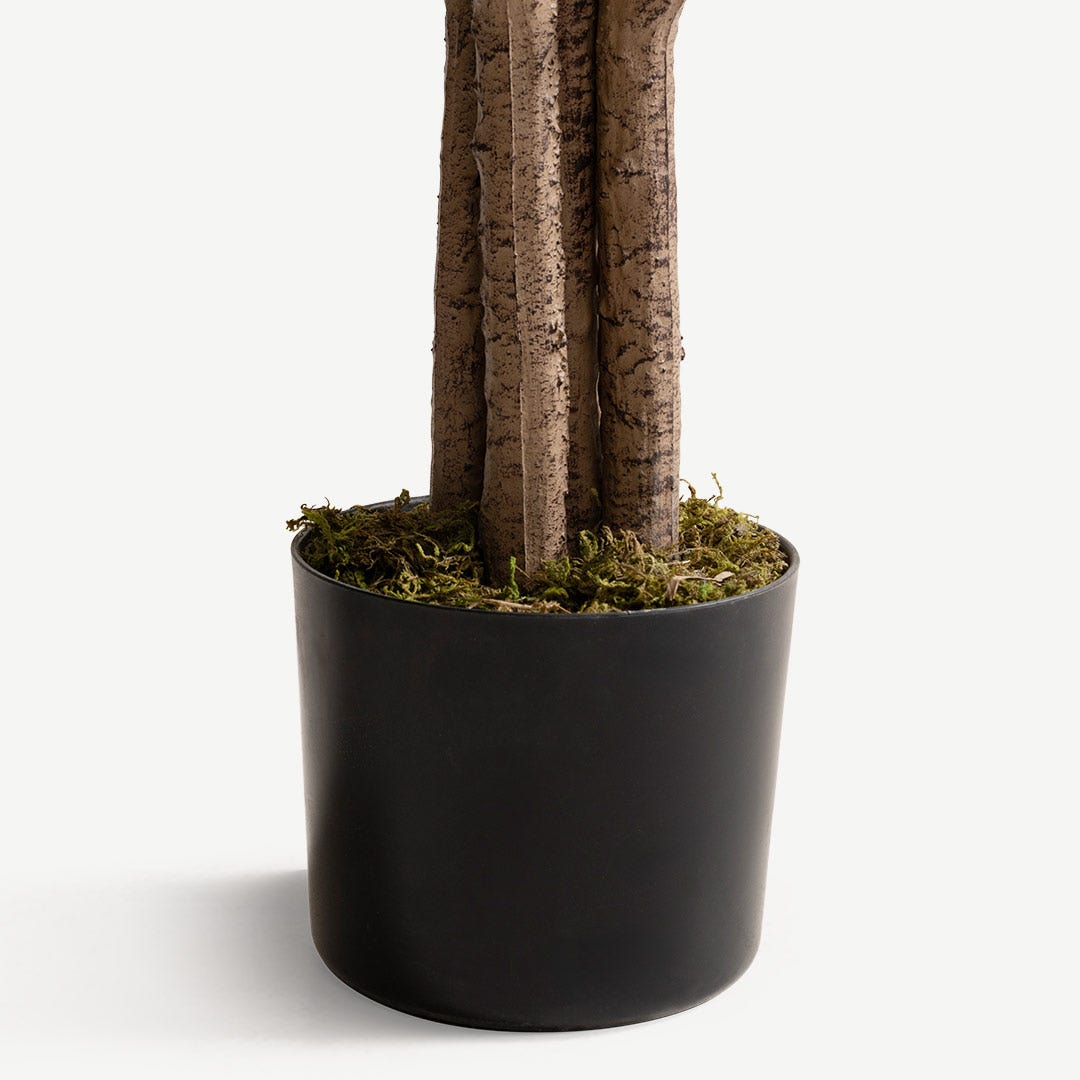 Ficus Tree With Pot 210 cm