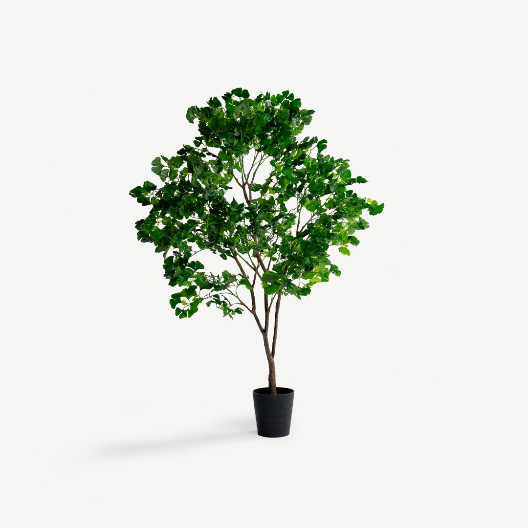 Gingko Tree With Pot 200cm