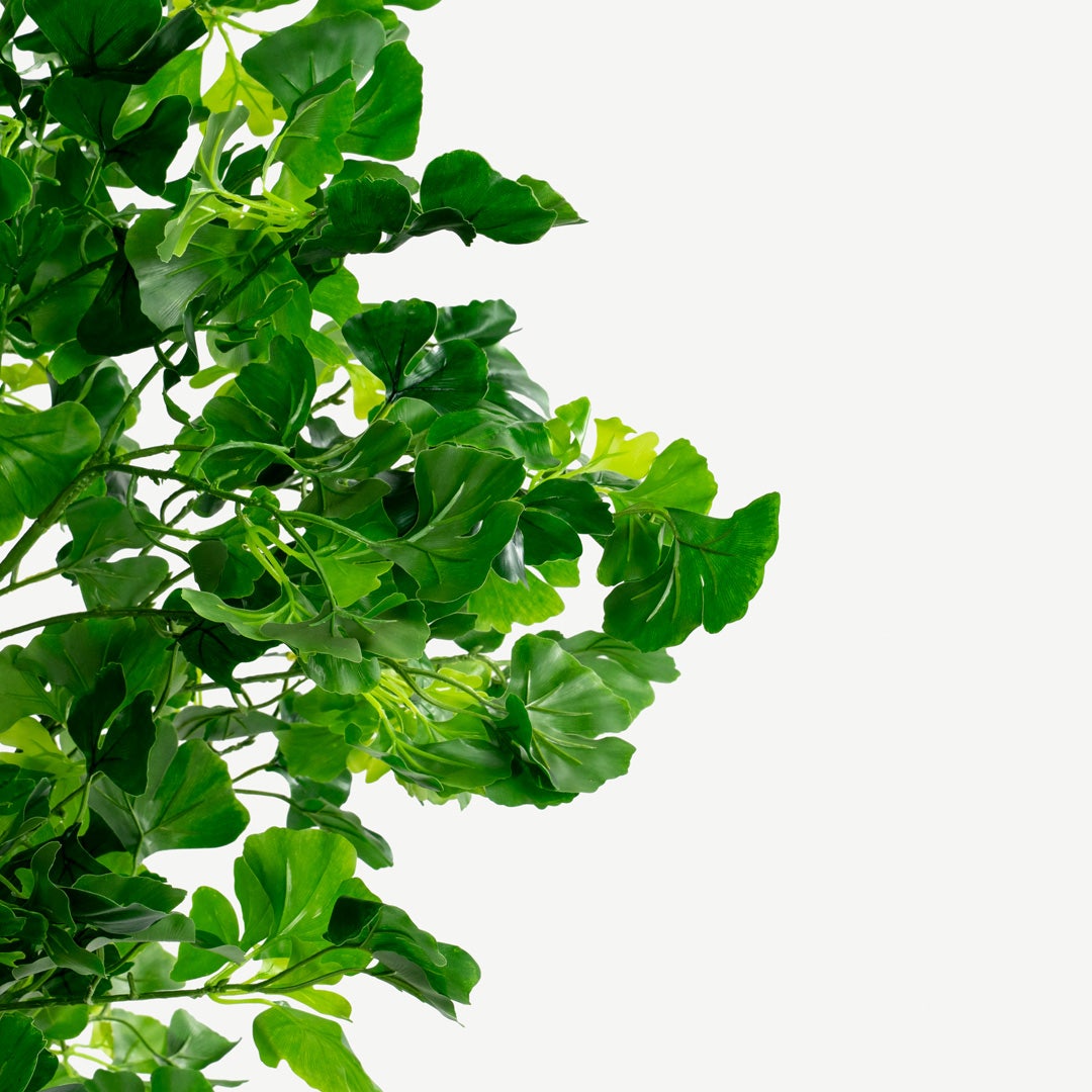 Gingko Tree With Pot 200cm