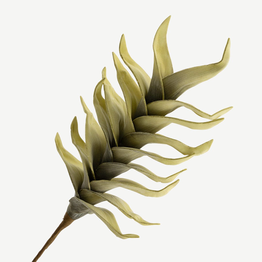 Heliconia Stem - Green