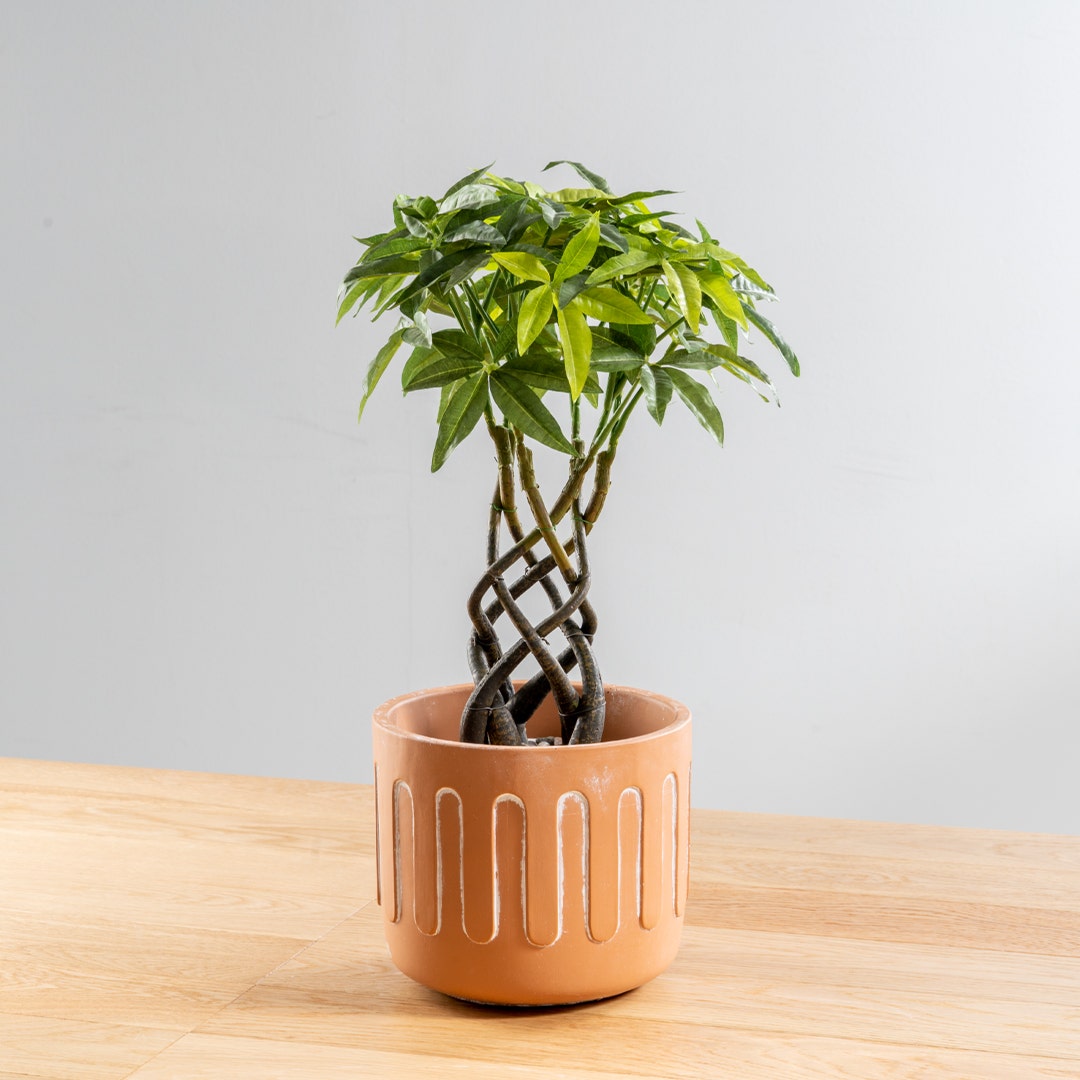 Larkin Planter 18x18x15cm