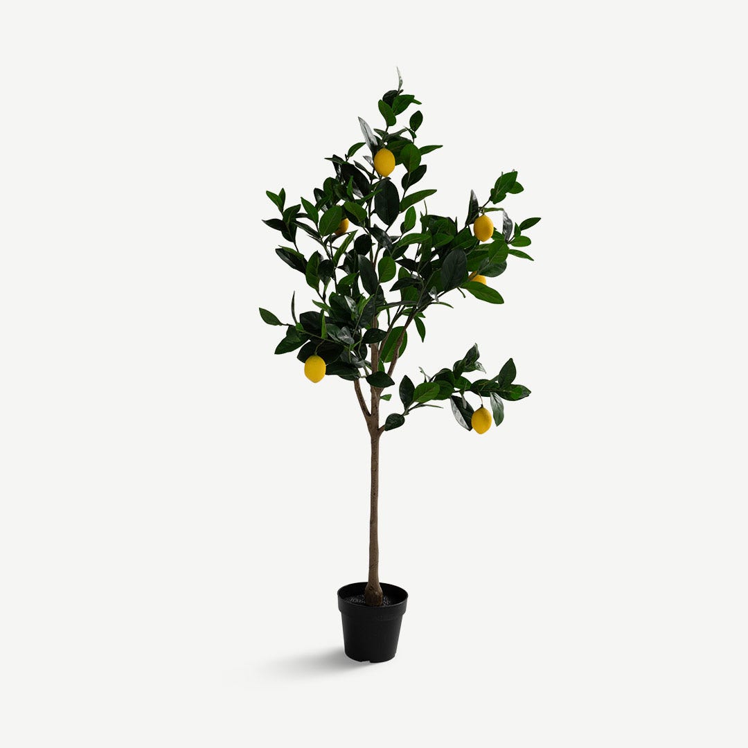 Lemon Tree With Pot - 150cm