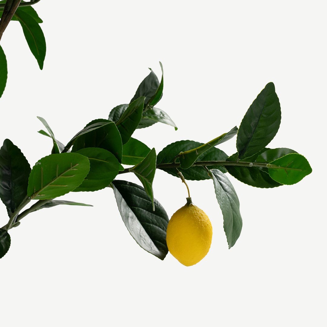 Lemon Tree With Pot - 150cm