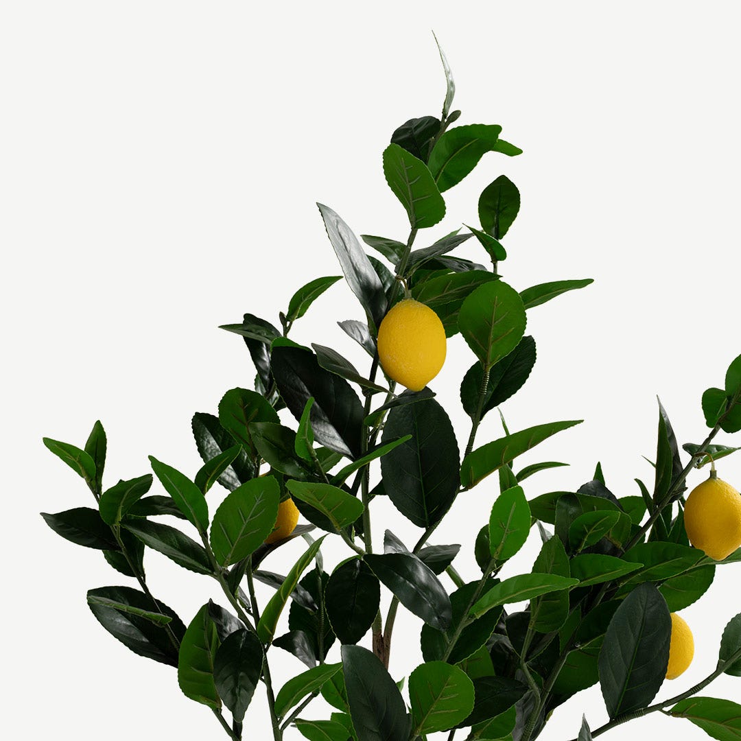 Lemon Tree With Pot - 150cm