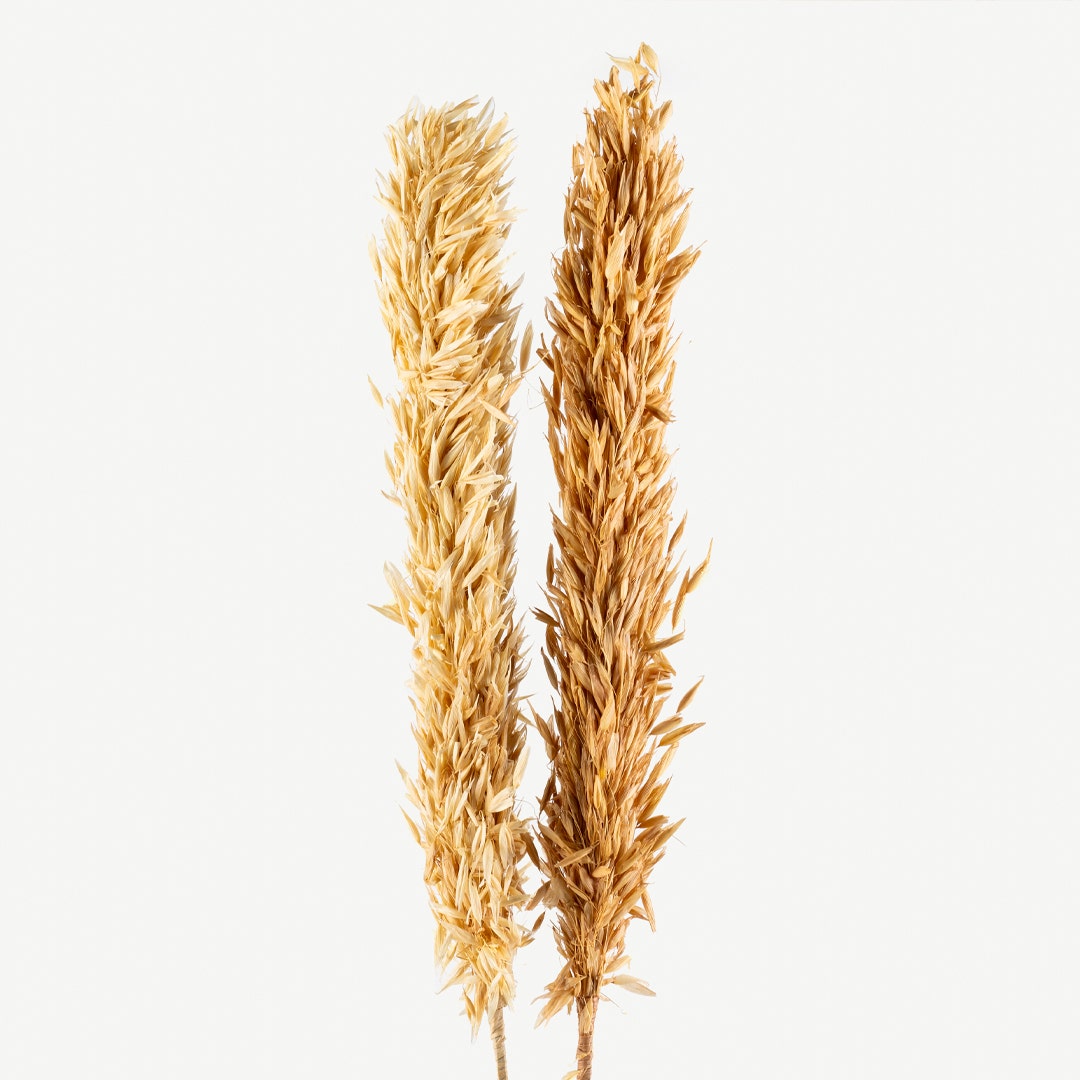 Licia Avana Grass Bouquet