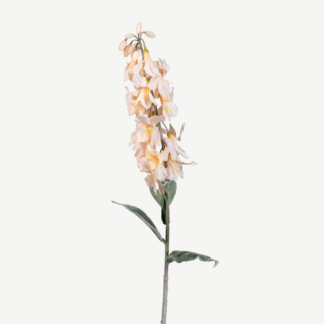 Locust Flower Champagne