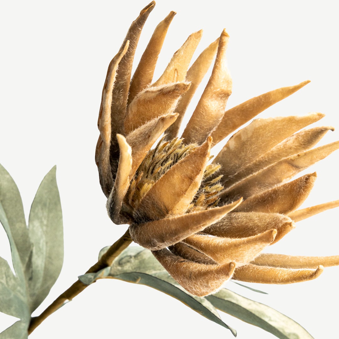 Lotus Flower - Beige