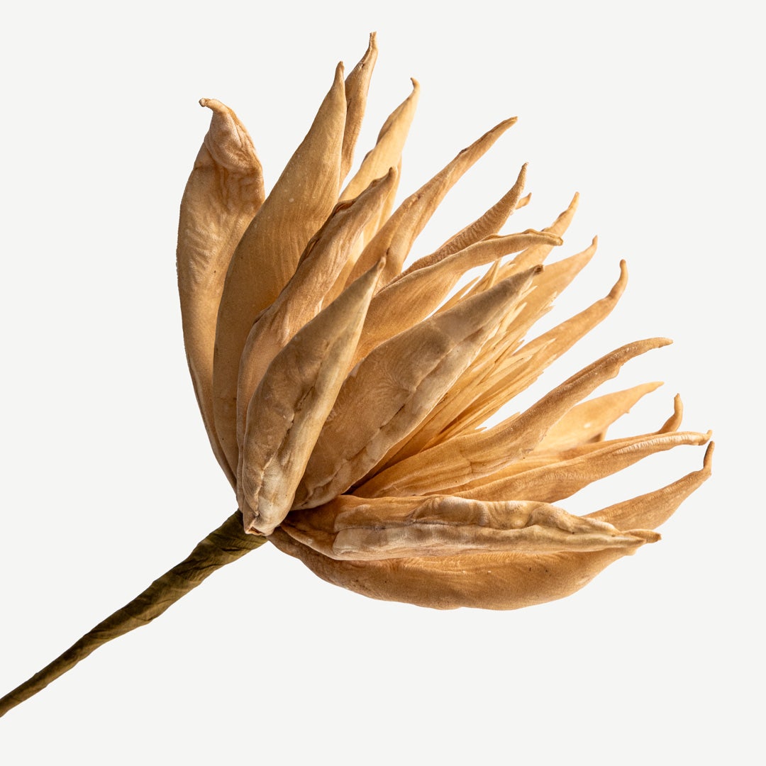 زهرة نبات اللوتس - خوخي