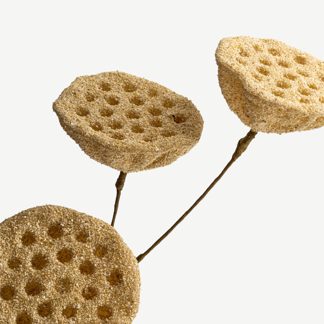 Lotus Seedpod - Beige