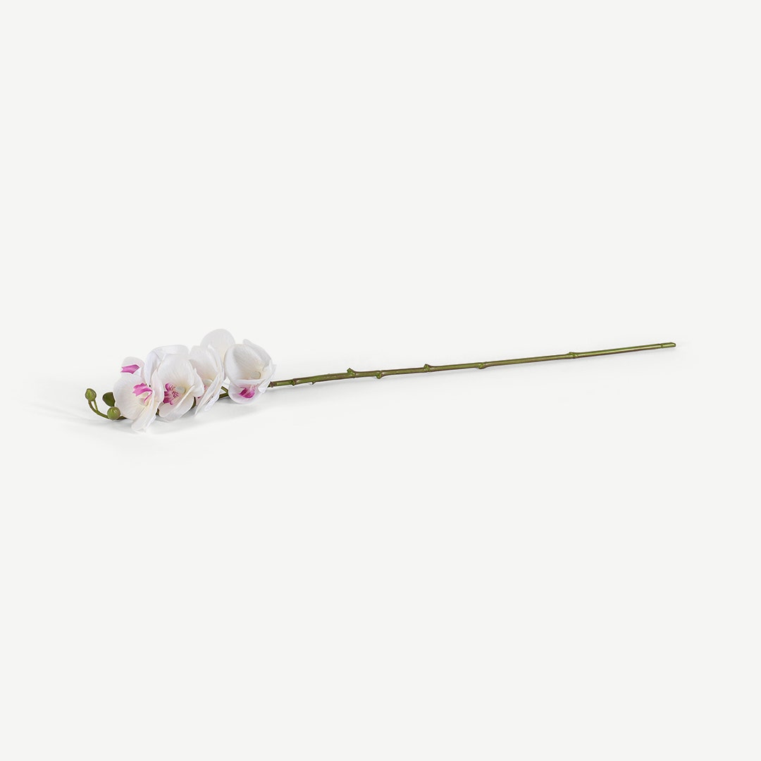 Phalaenopsis Flower Stem White