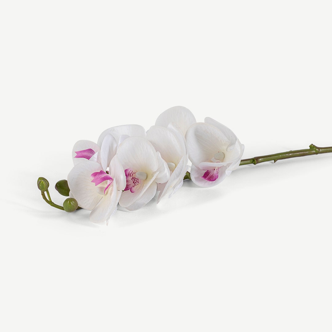 Phalaenopsis Flower Stem White