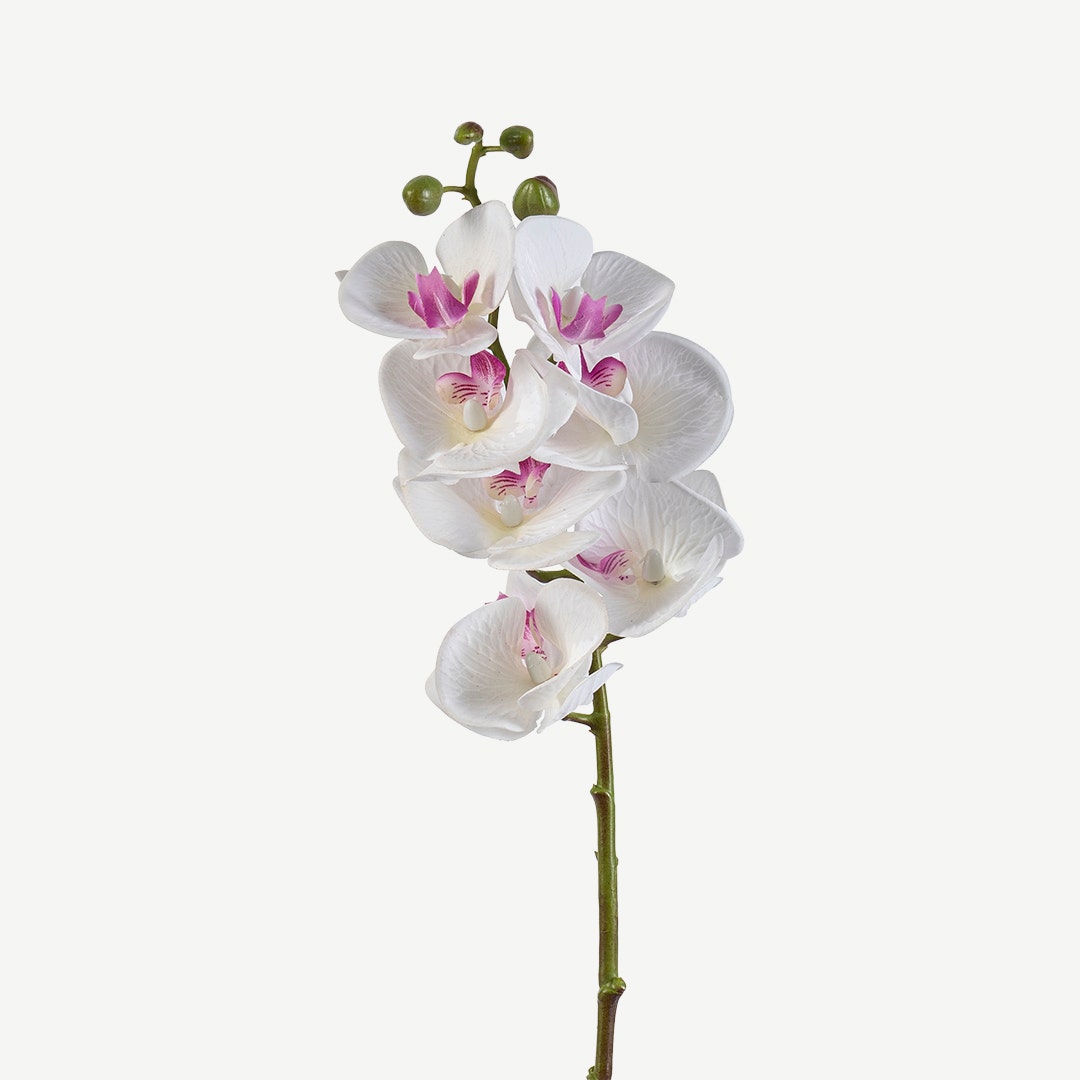 Phalaenopsis Flower Stem White