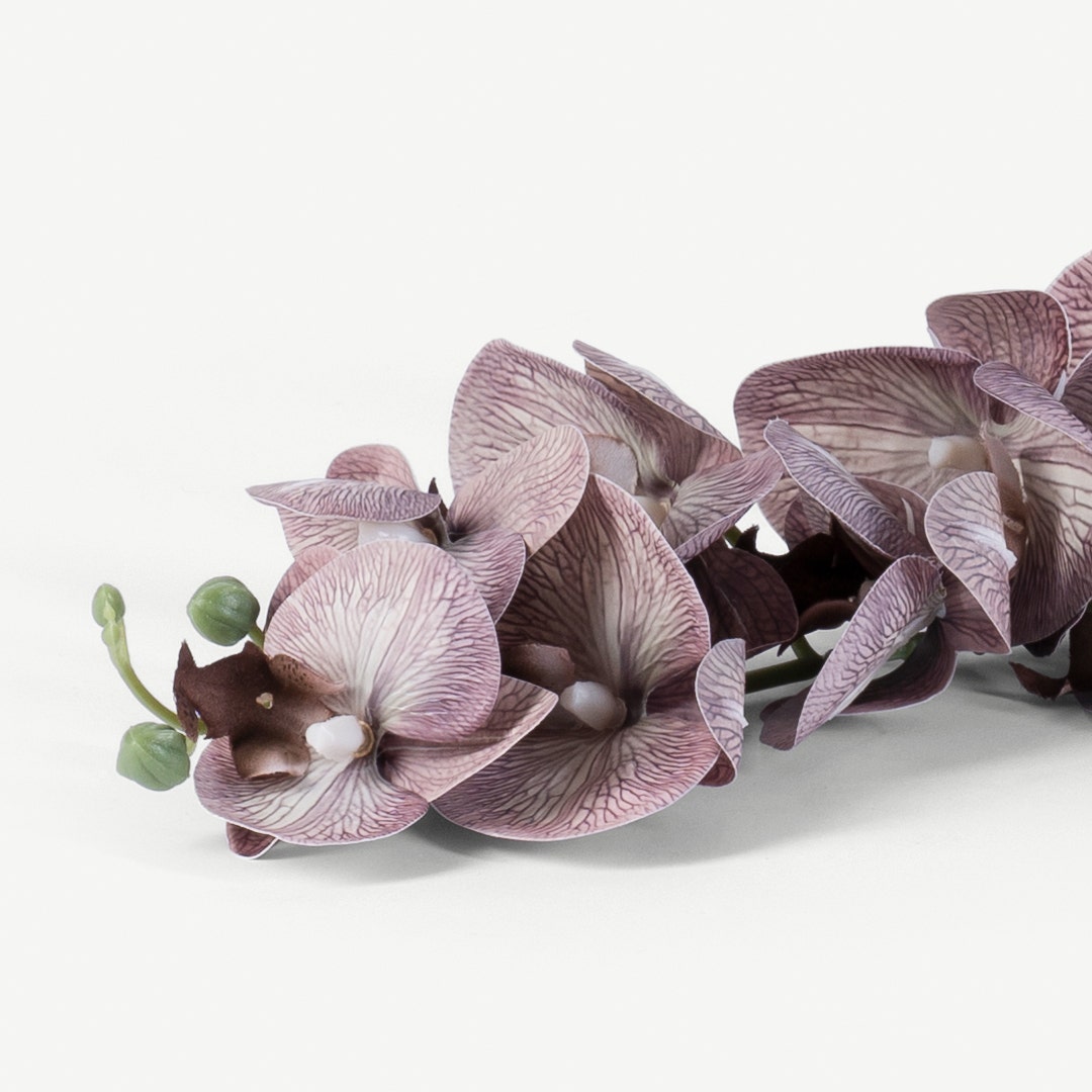 Phalaenopsis Flower Stem -Mauve