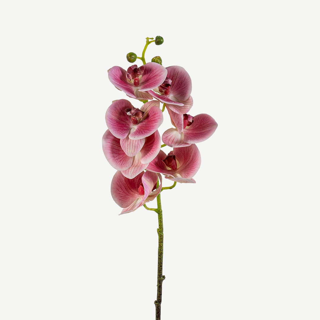 Phalaenopsis Flower Stem Pastel Pink