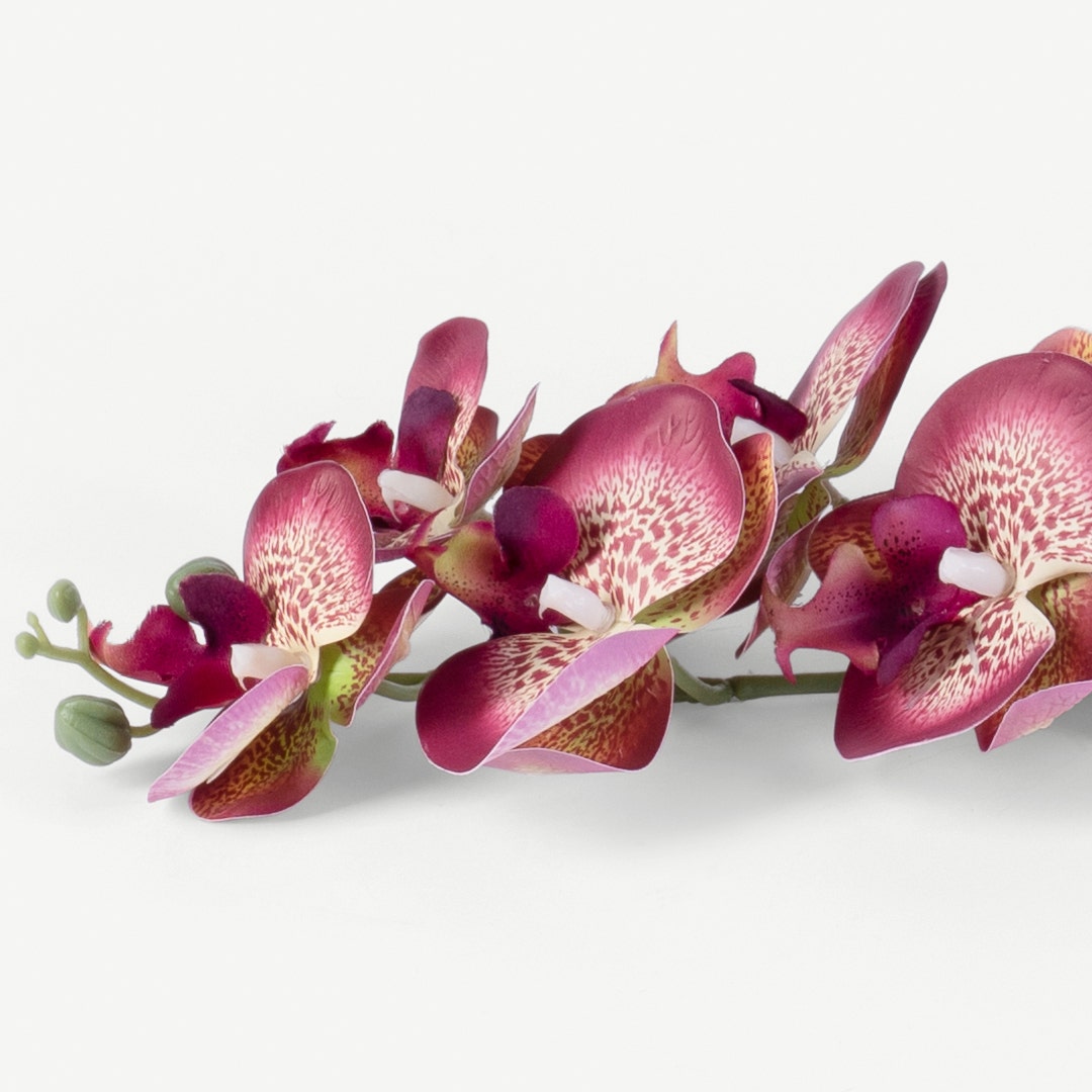 Phalaenopsis Flower Stem -Purple