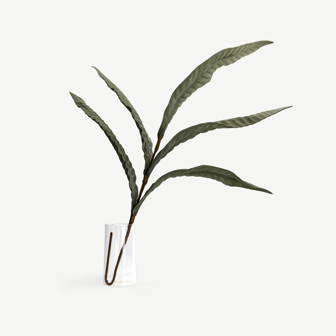 غصن أوراق نبات البليوني - أخضر