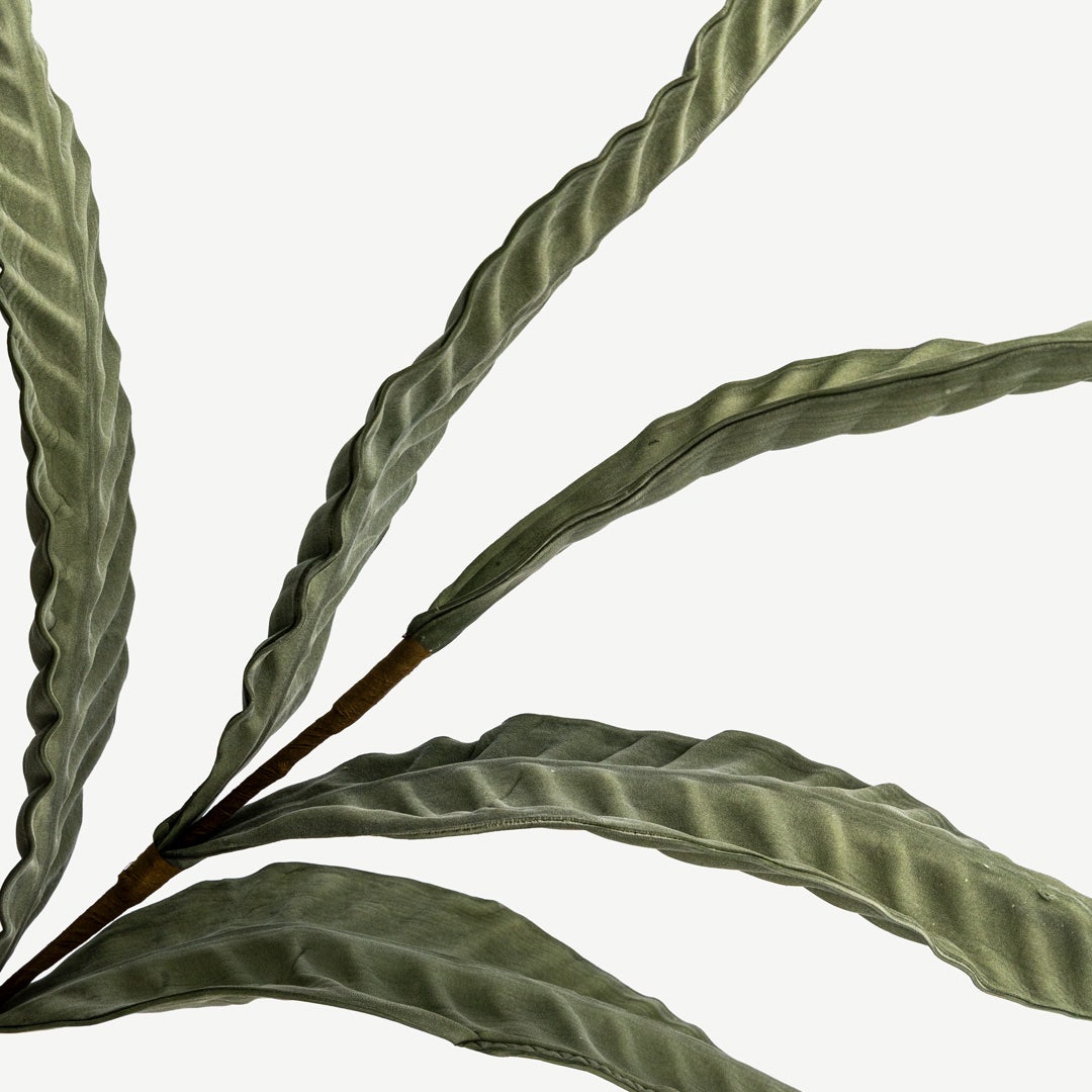 غصن أوراق نبات البليوني - أخضر