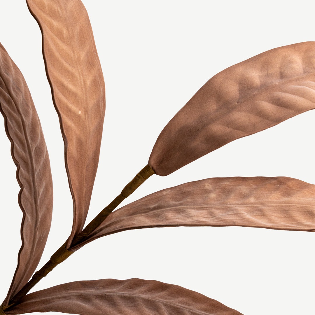 غصن نبات البليوني - وردي