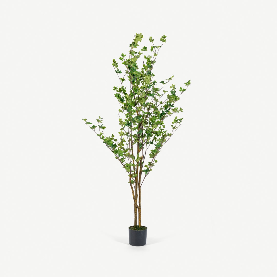 Pleris Japonica Tree With Pot 180cm