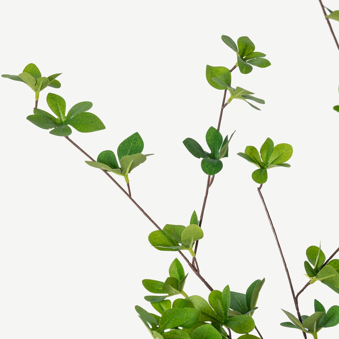 Pleris Japonica Tree With Pot 180cm