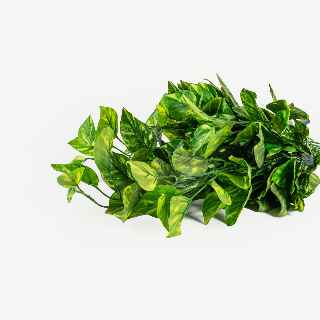 Pothos Hanging Bush 60cm