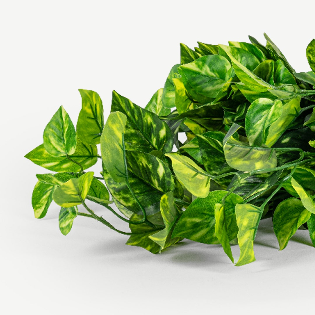 Pothos Hanging Bush 60cm