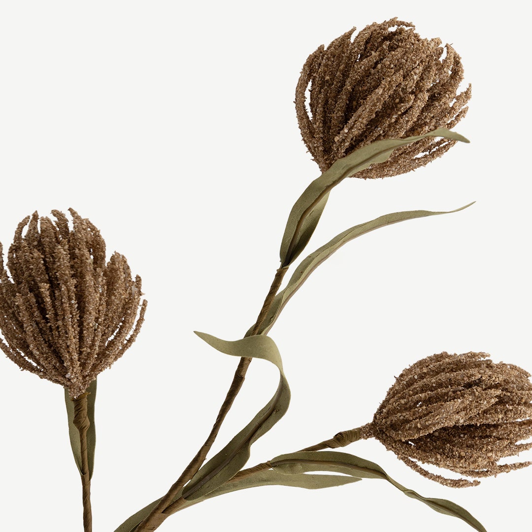 Protea Stem - Brown
