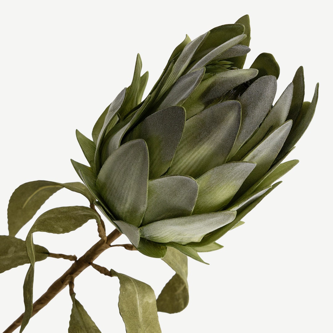 Protea Stem - Green