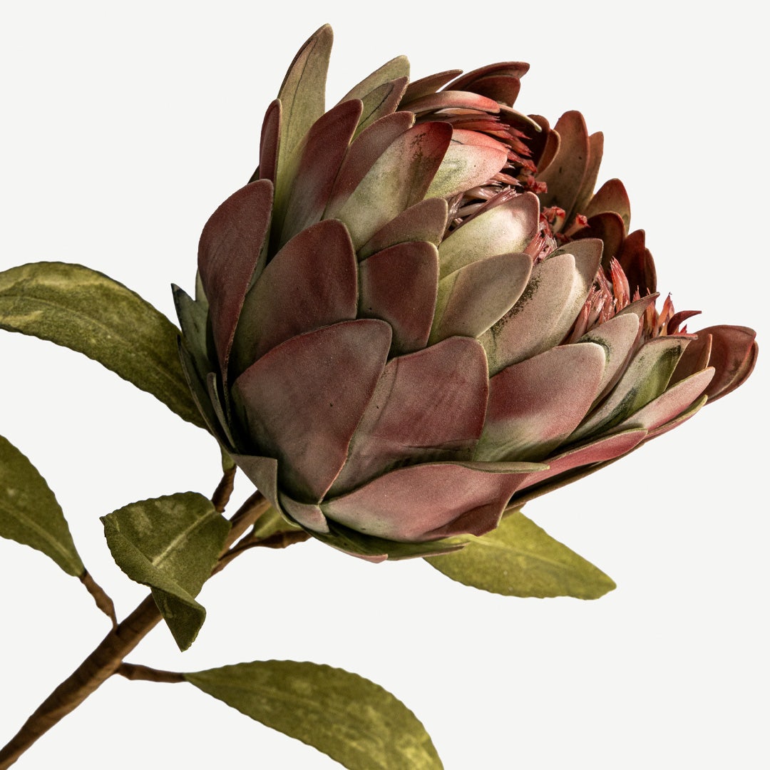 ساق نبات البروتيا - أحمر